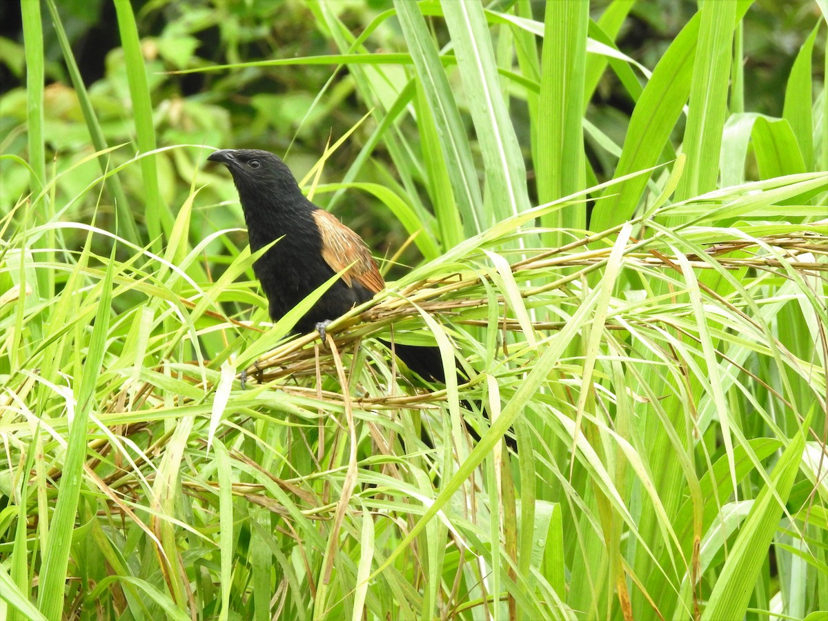 Lesser Coucal - ML368415511