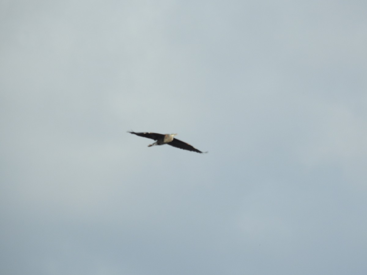 Great Blue Heron - ML368416571