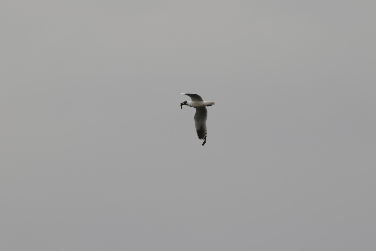 Andean Gull - ML368418271