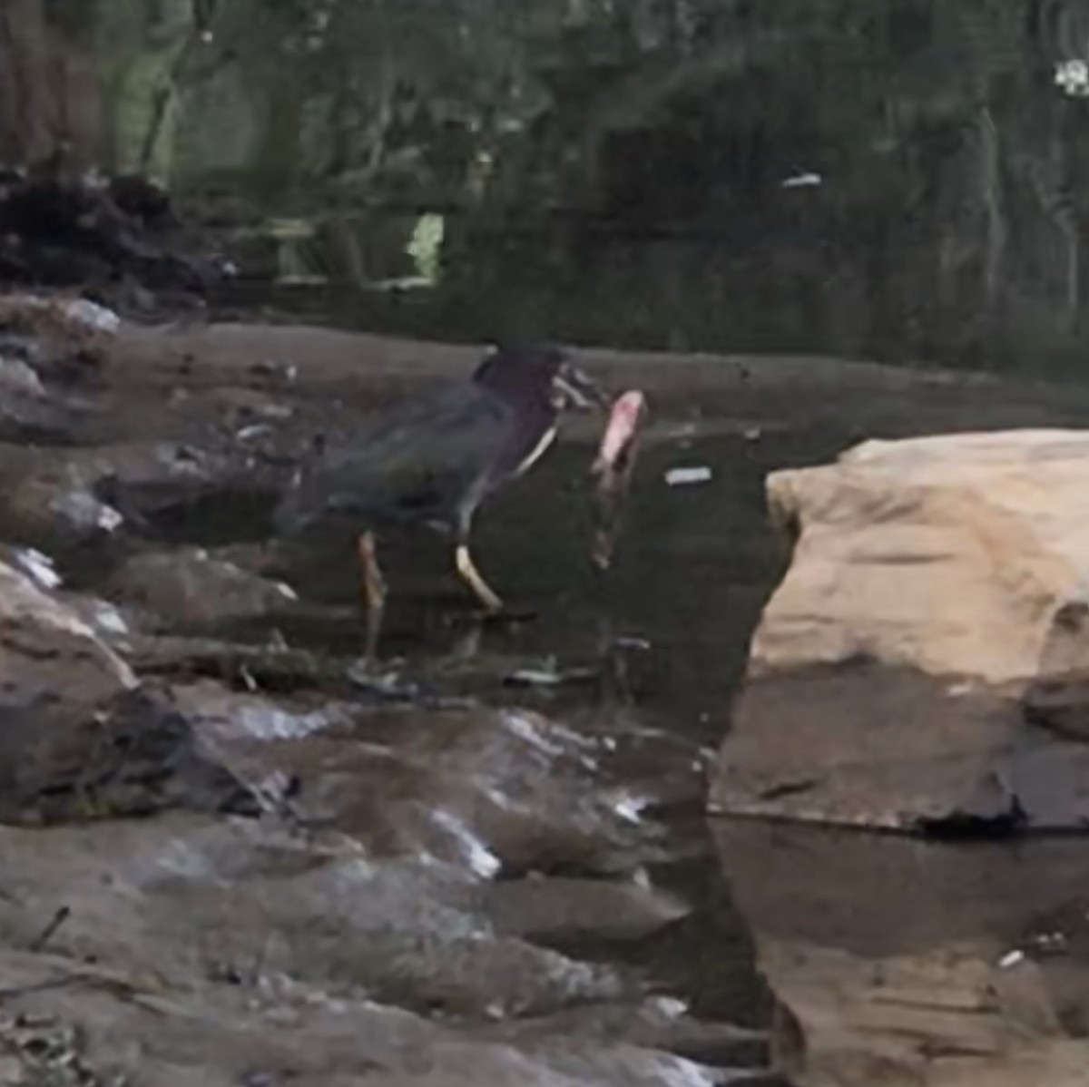 Green Heron - ML368418401