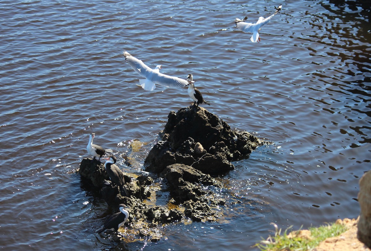Silver Gull - ML368420301