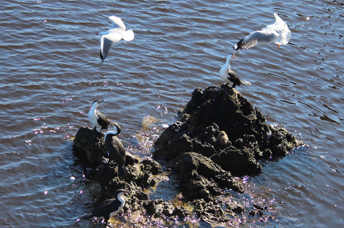 Silver Gull - ML368420381