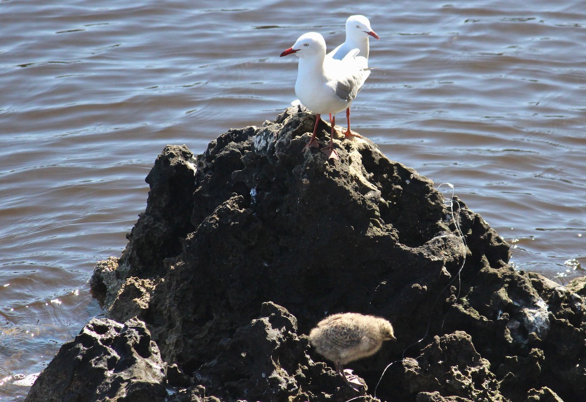 Silver Gull - ML368420621
