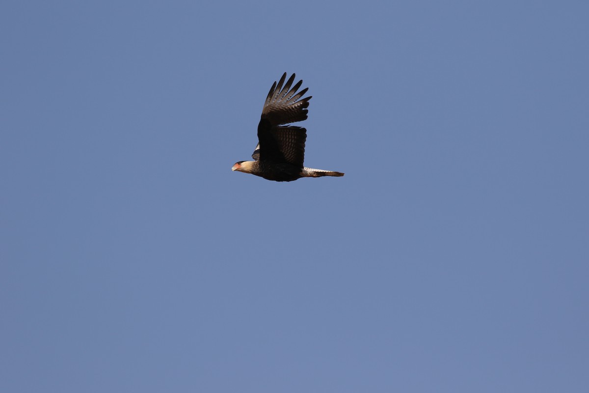 Crested Caracara (Southern) - ML368420731