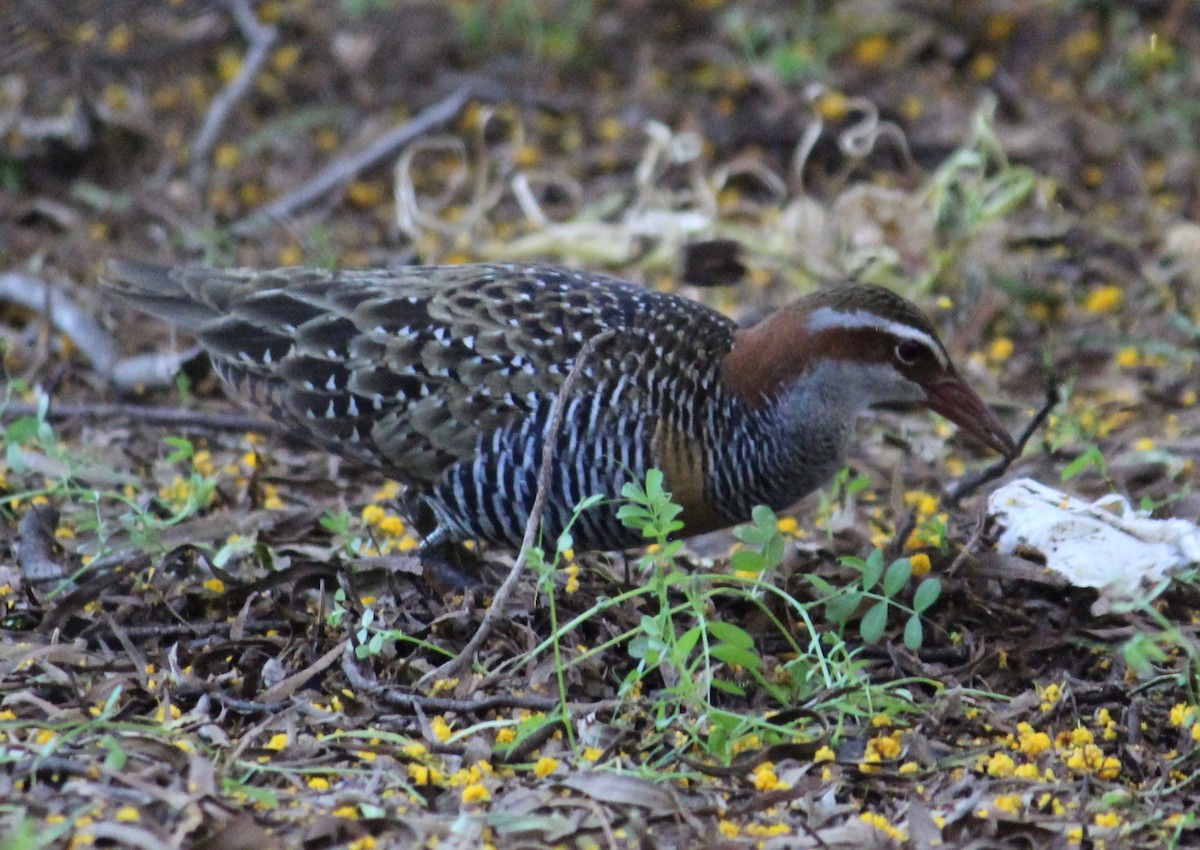 chřástal páskovaný - ML368420961