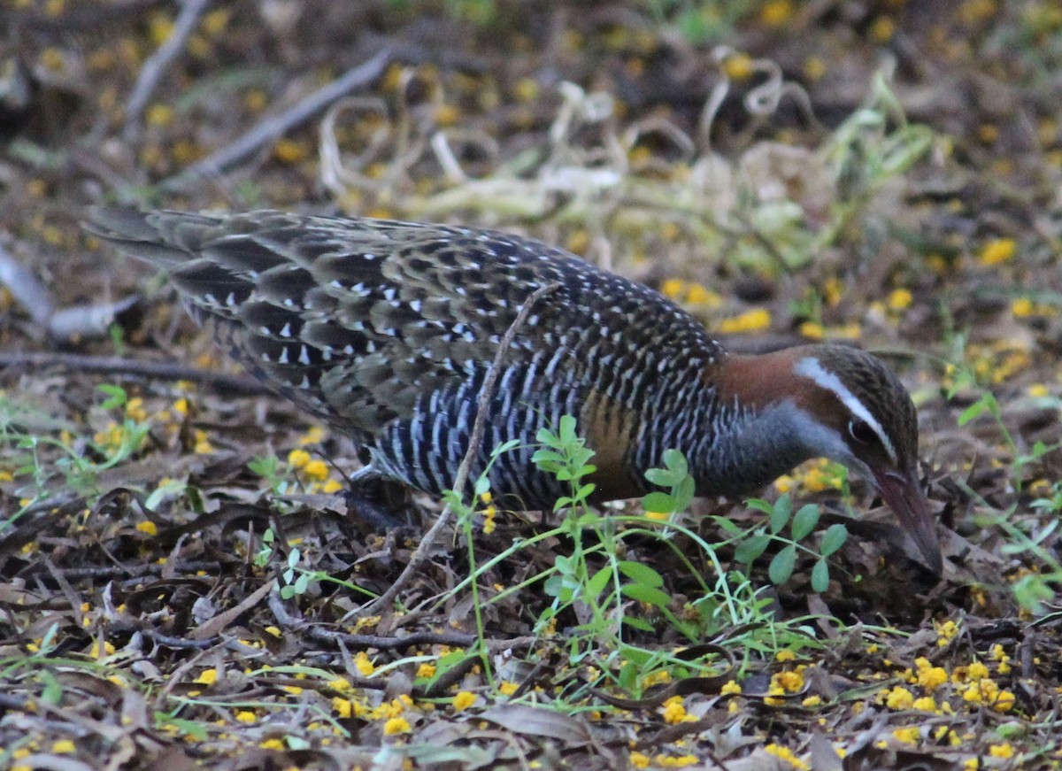chřástal páskovaný - ML368421021