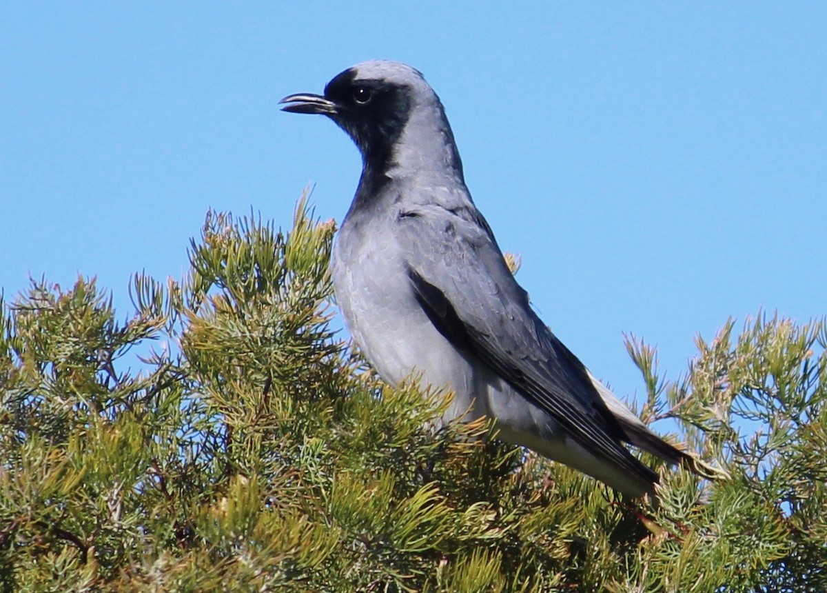 Black-faced Cuckooshrike - ML368421301