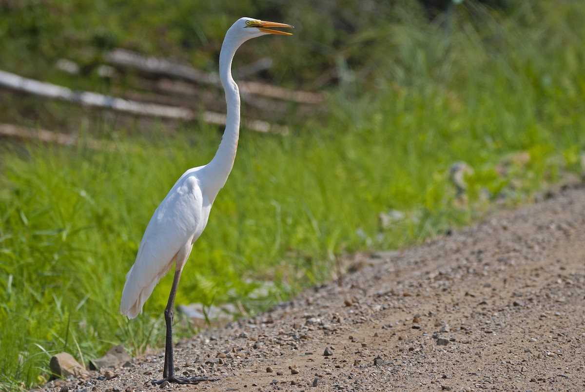 Great Egret - ML368422501