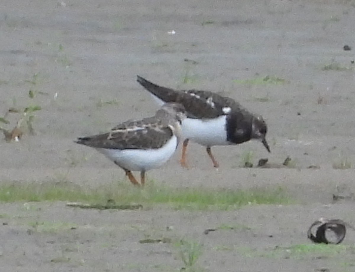 Ruddy Turnstone - ML368423881