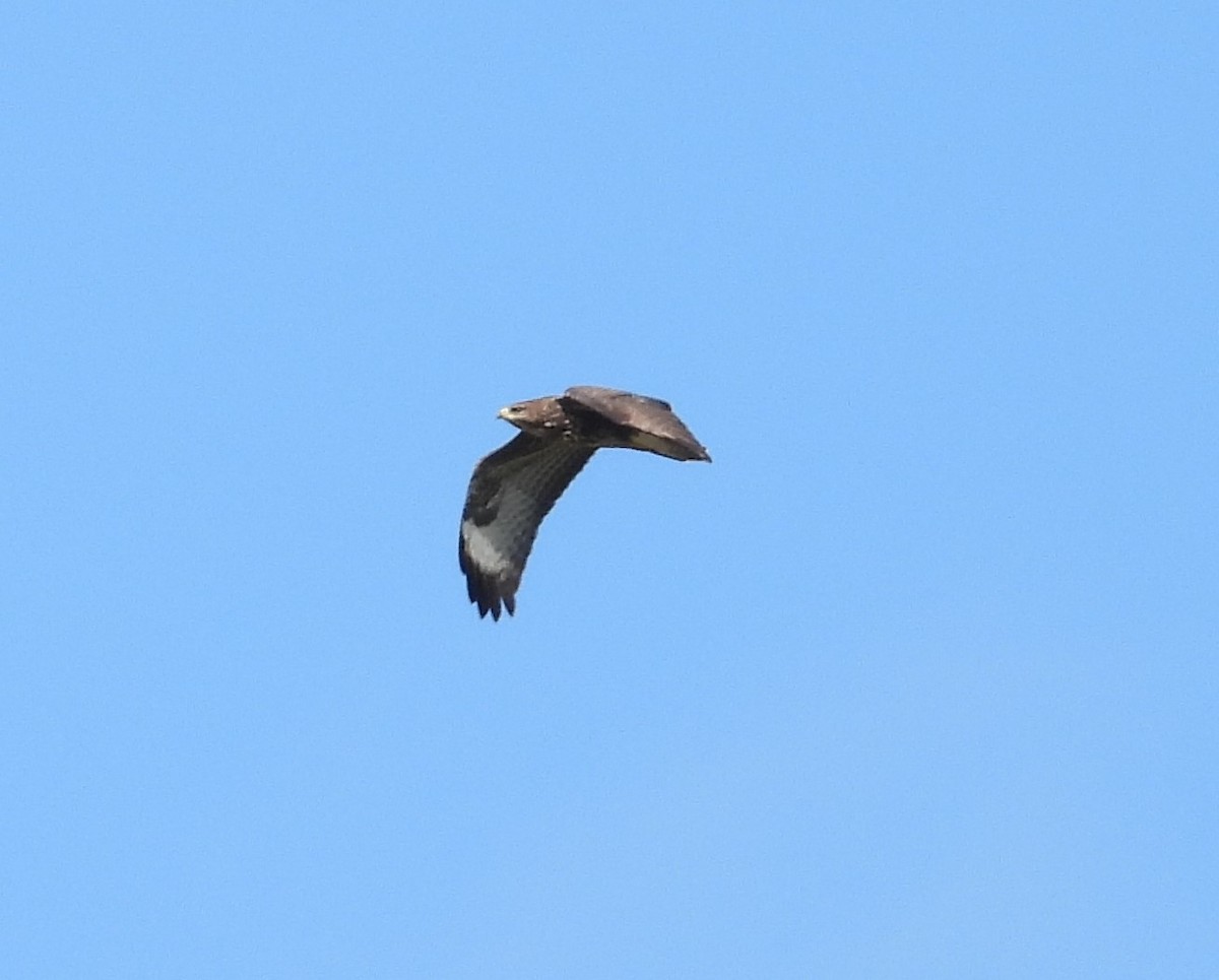 Common Buzzard - ML368424131