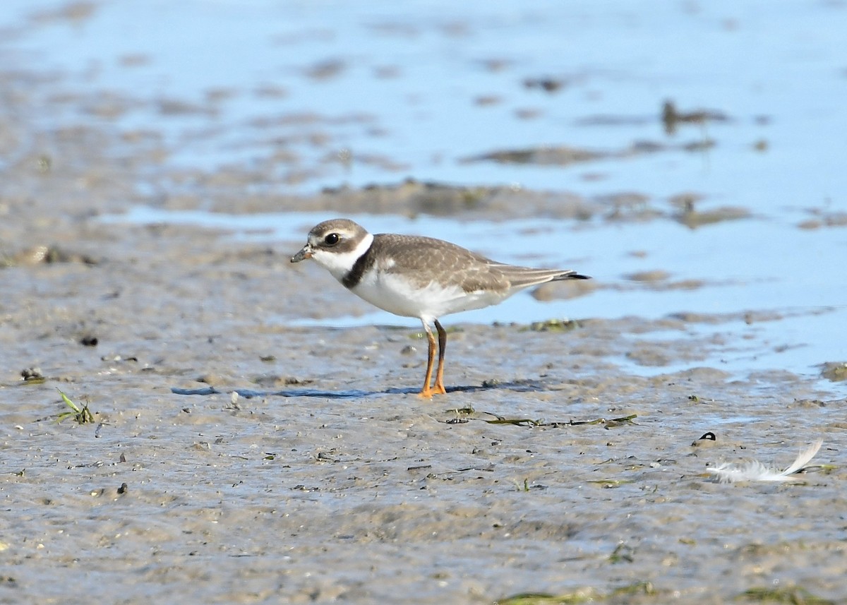 Semipalmated Plover - ML368424481
