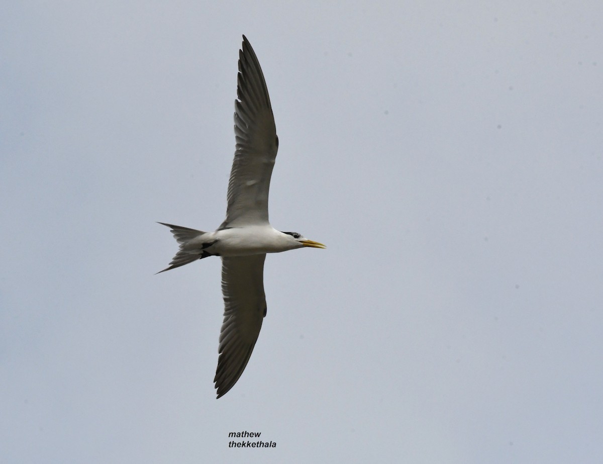 Great Crested Tern - ML368426261