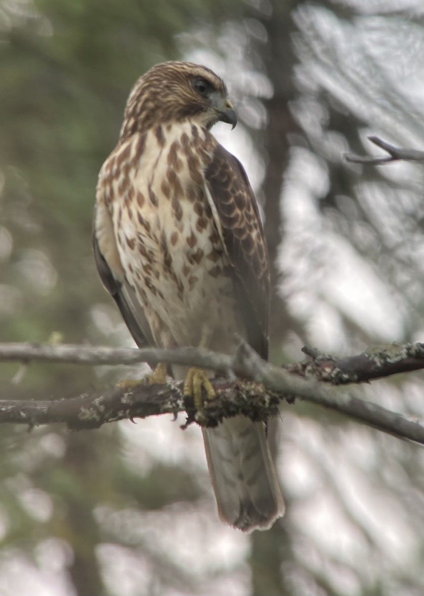 Broad-winged Hawk - ML368426891