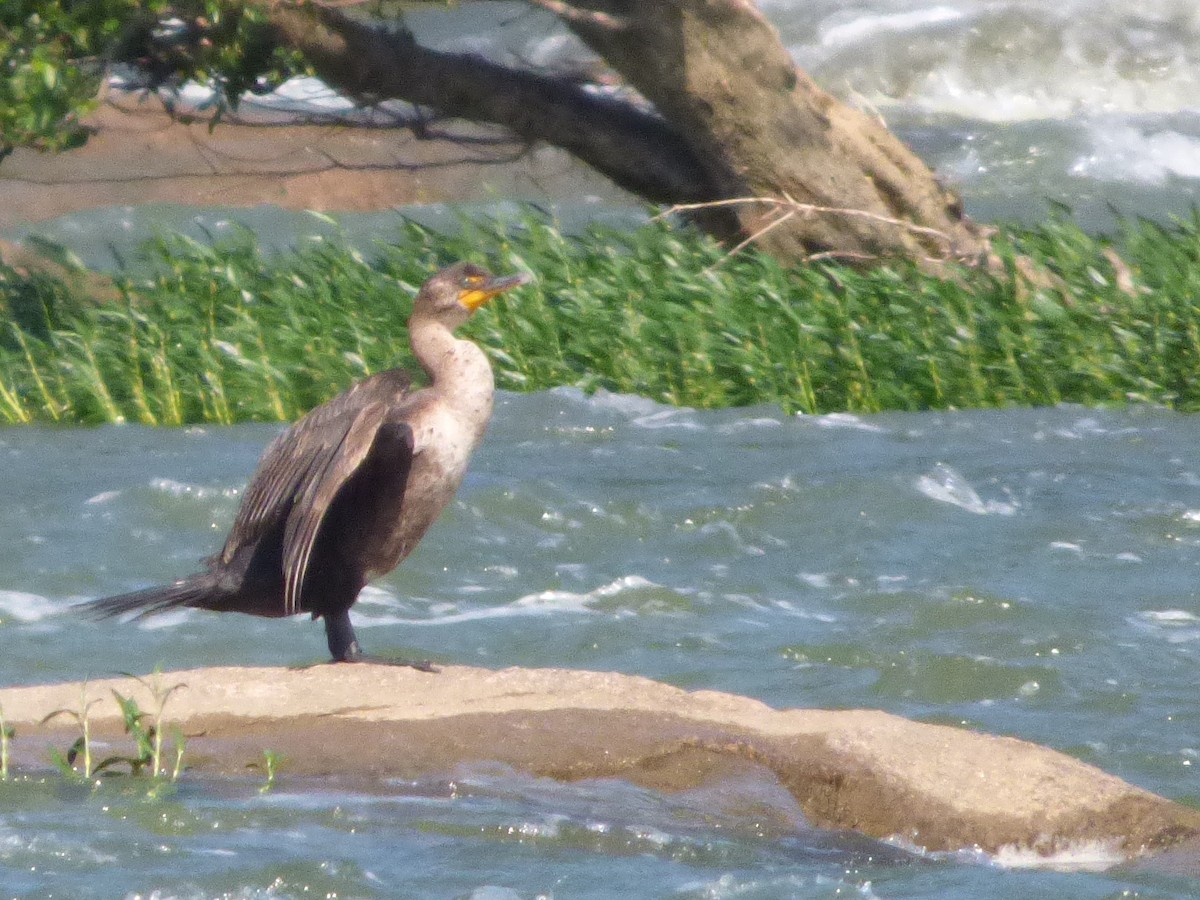 Double-crested Cormorant - Charlie Spencer