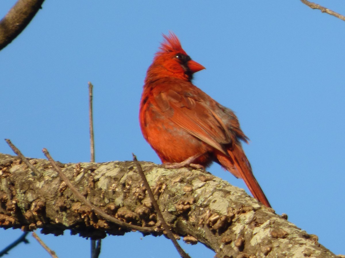 Cardinal rouge - ML368427361
