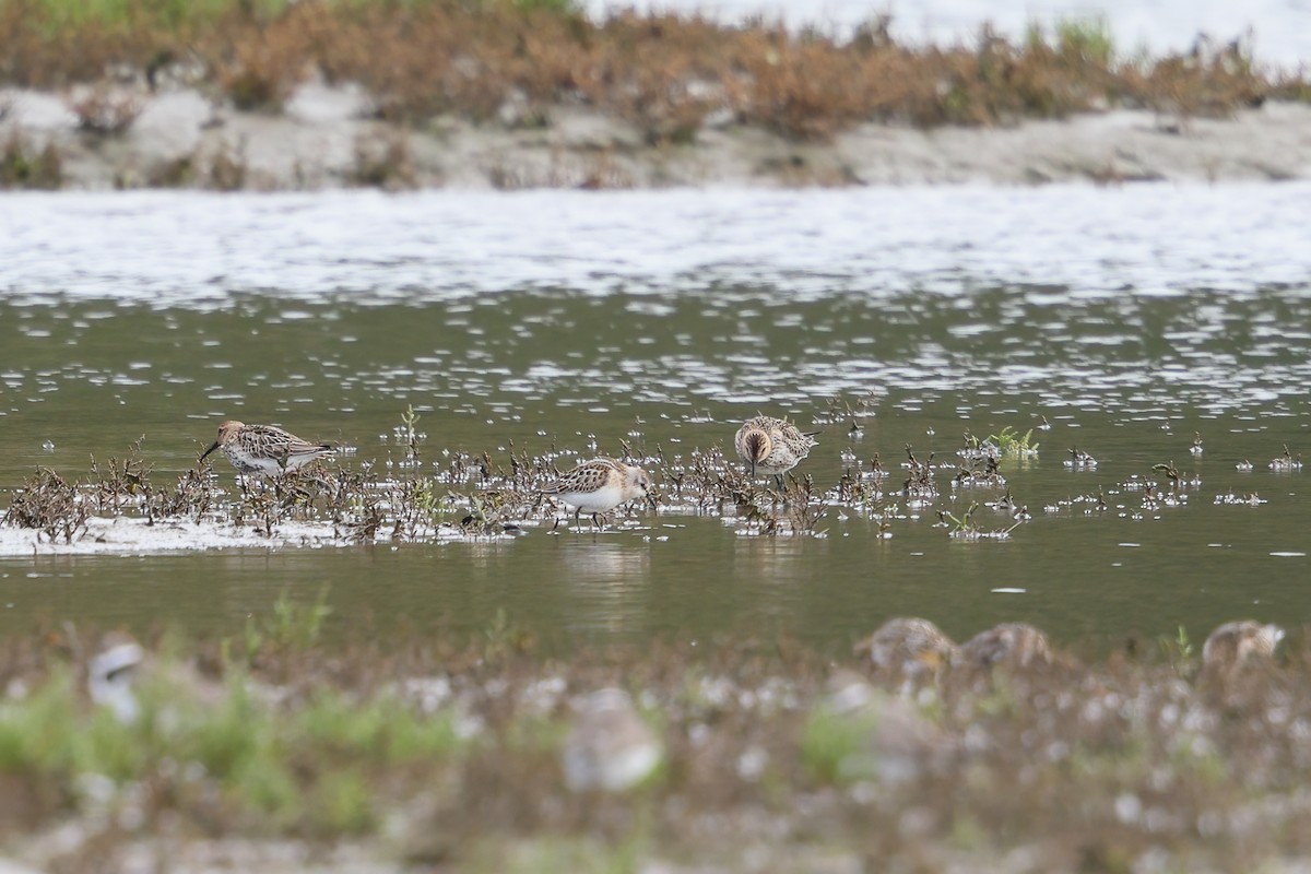 Little Stint - ML368430511