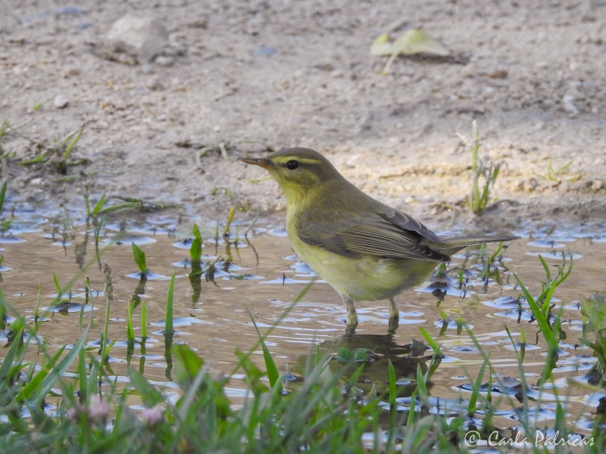 Willow Warbler - Carla Palricas