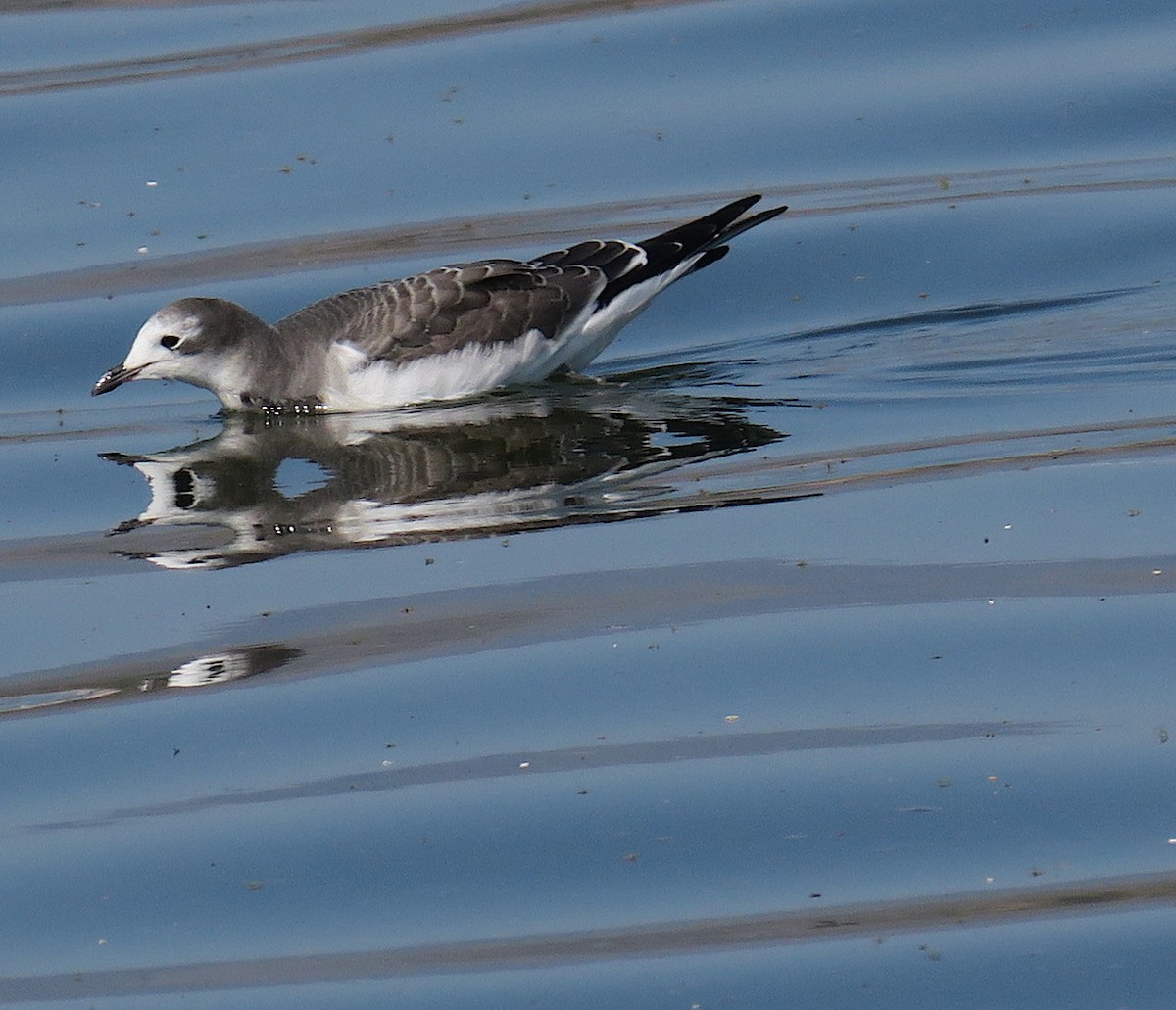 Sabine's Gull - ML368432081