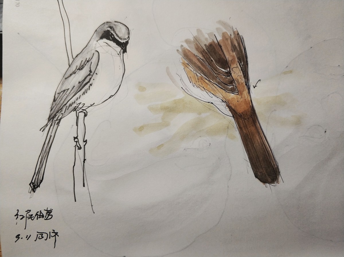 Brown Shrike (Brown) - ML368432101