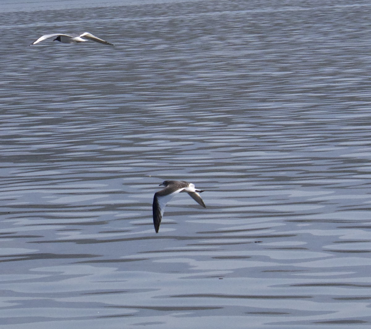 Sabine's Gull - ML368432111
