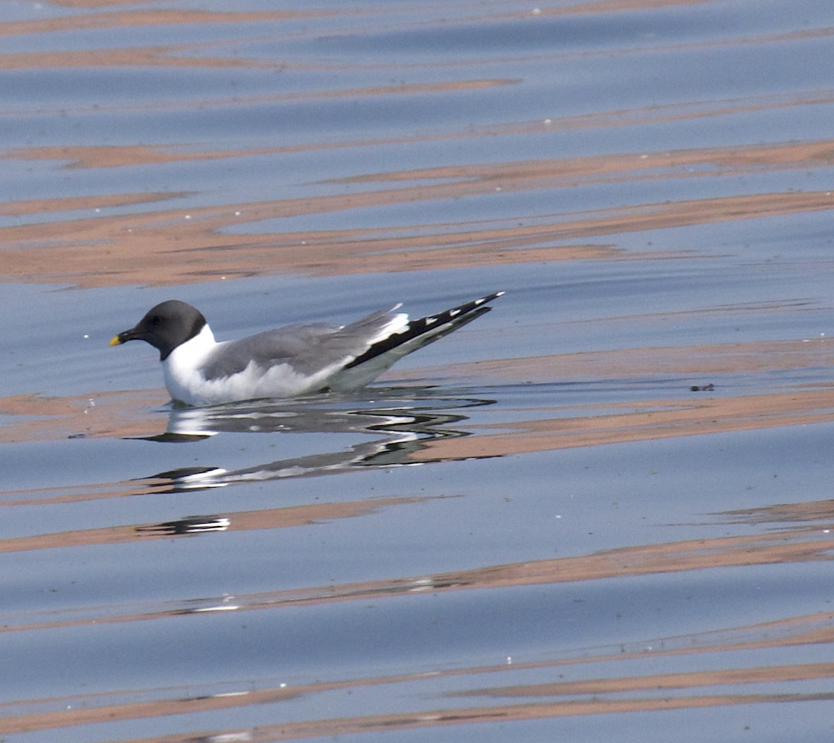 Sabine's Gull - ML368432341