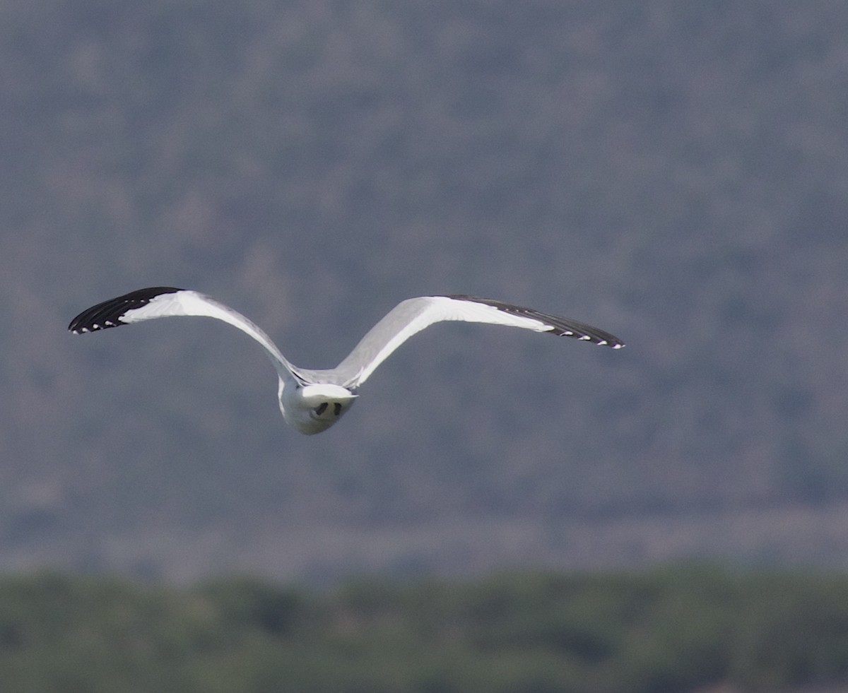 Sabine's Gull - ML368432361