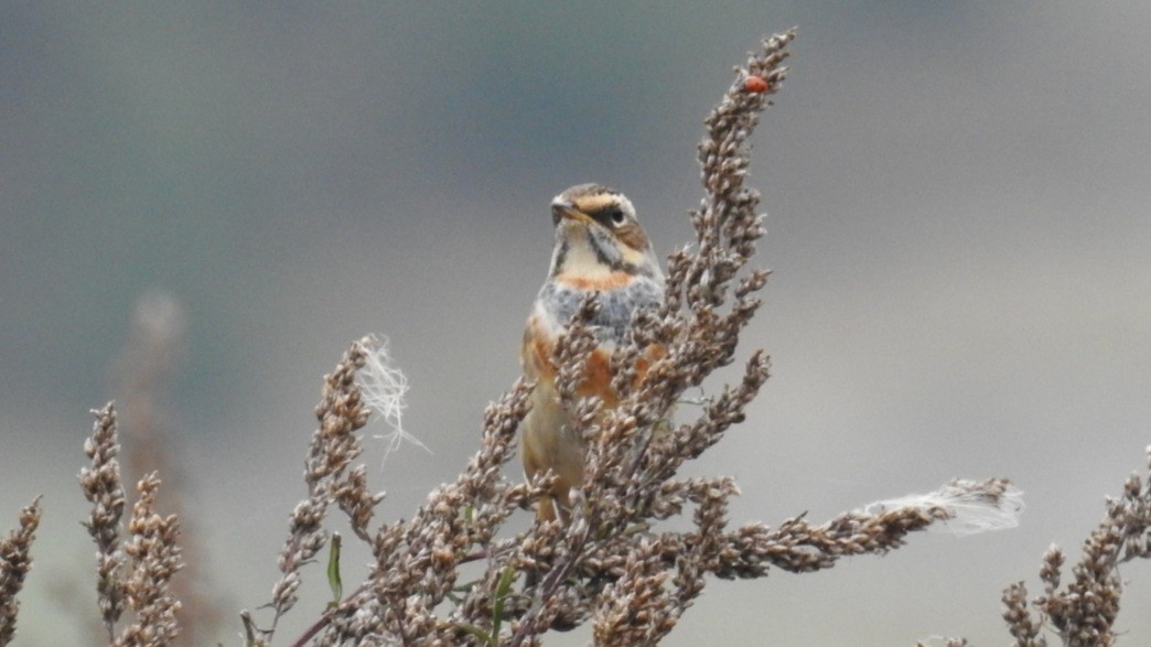 Bluethroat - ML368433151