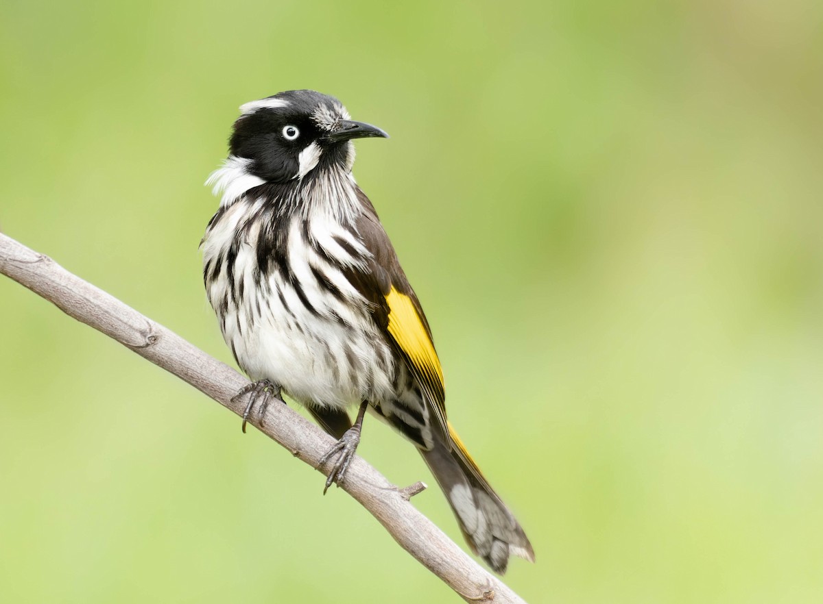 New Holland Honeyeater - ML368435071