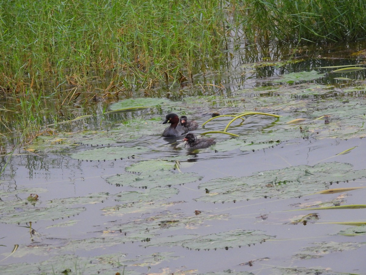 Little Grebe - ML368435821