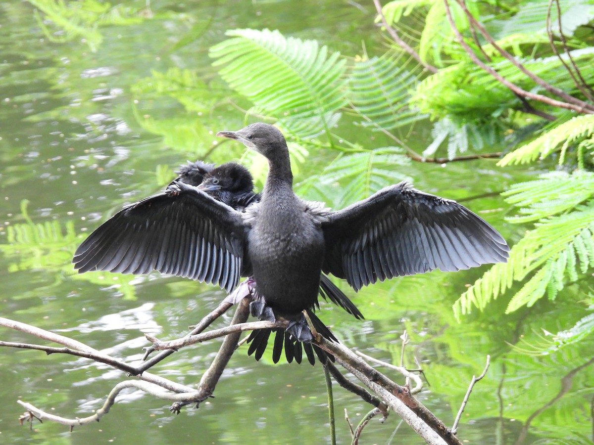 Little Cormorant - ML368435861