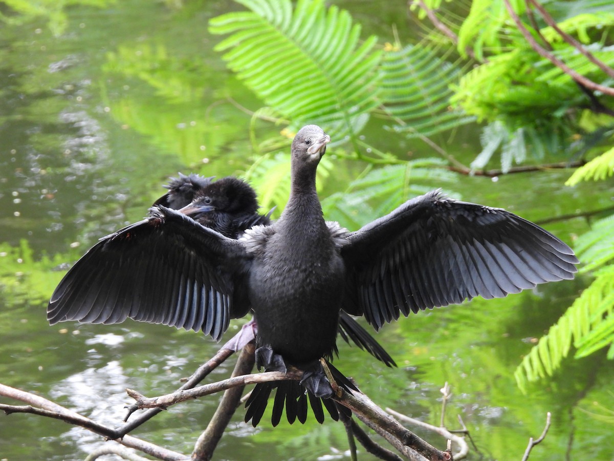 Little Cormorant - ML368435891