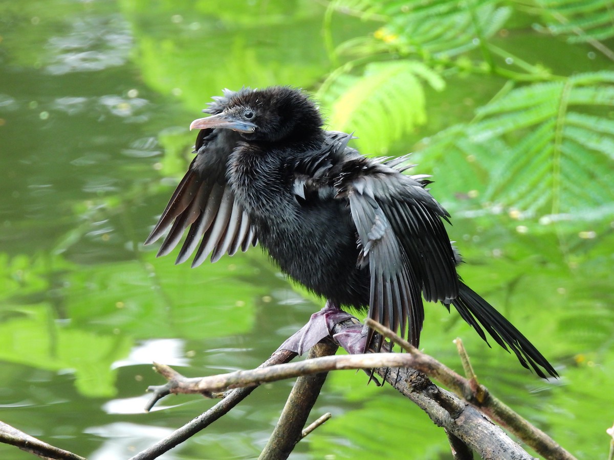 Little Cormorant - ML368435911