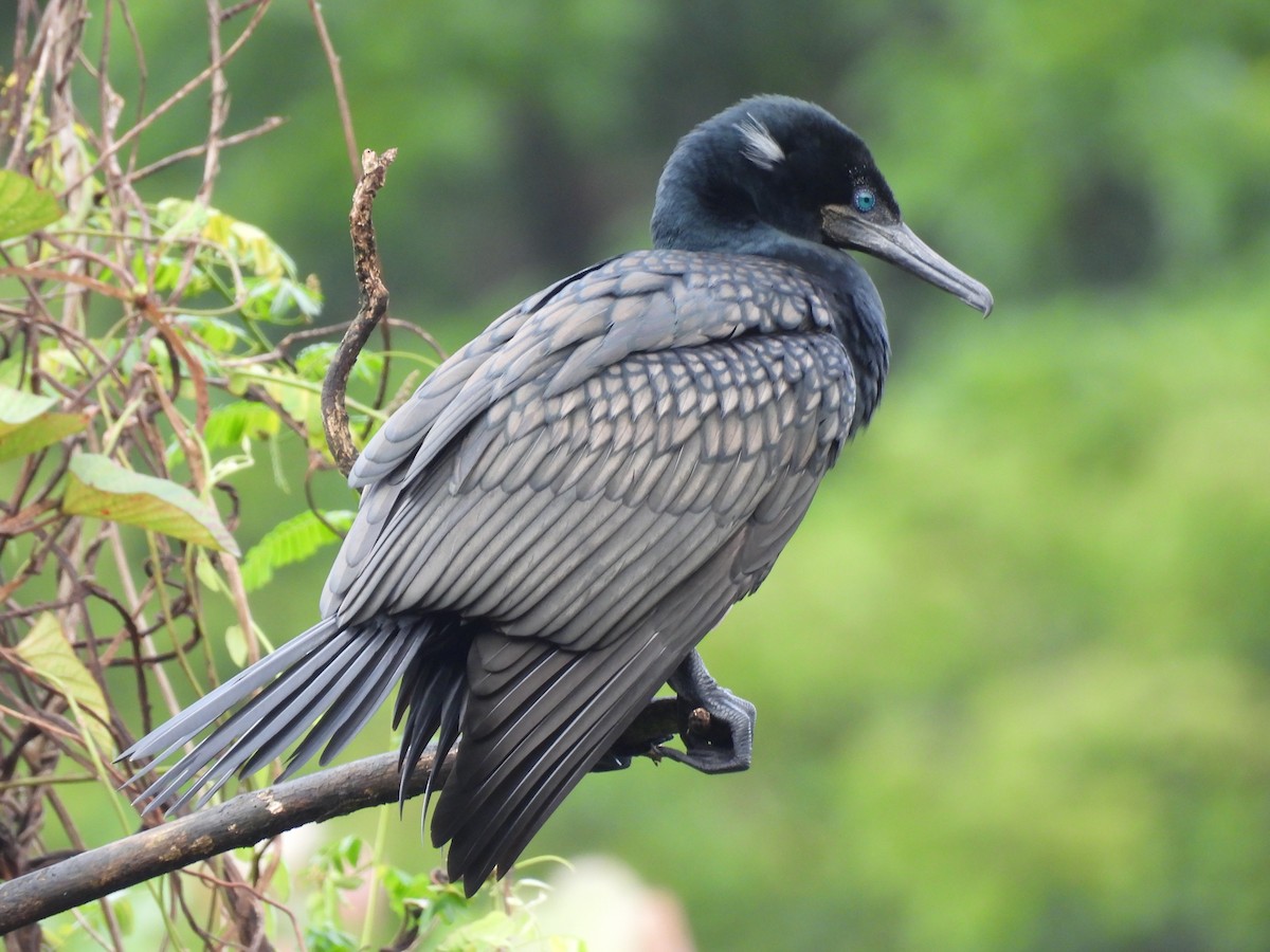 Indian Cormorant - ML368435951