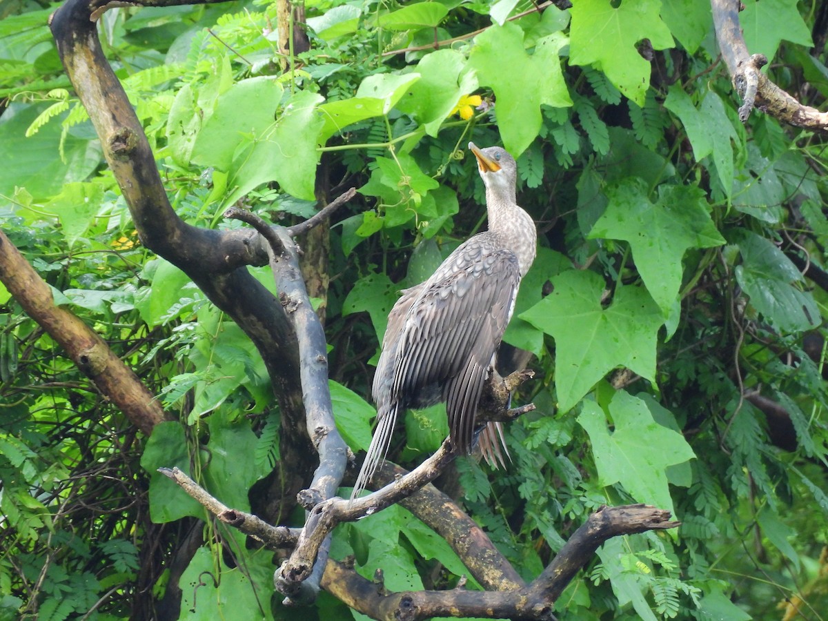 Indian Cormorant - ML368435991