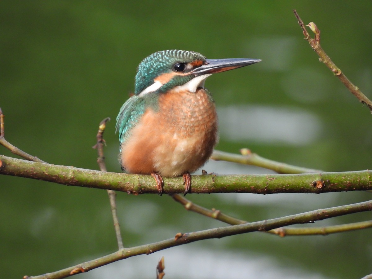 Common Kingfisher - ML368436051