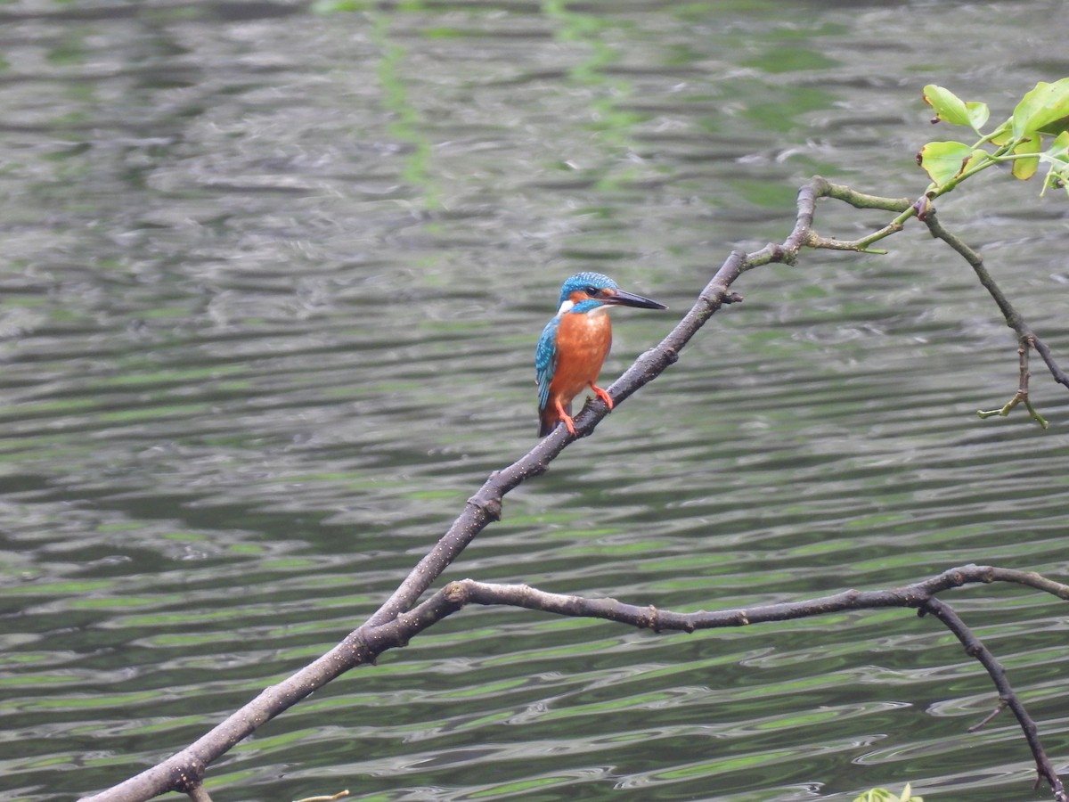 Common Kingfisher - ML368436071