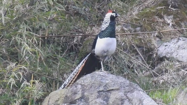 Lady Amherst's Pheasant - ML368438261