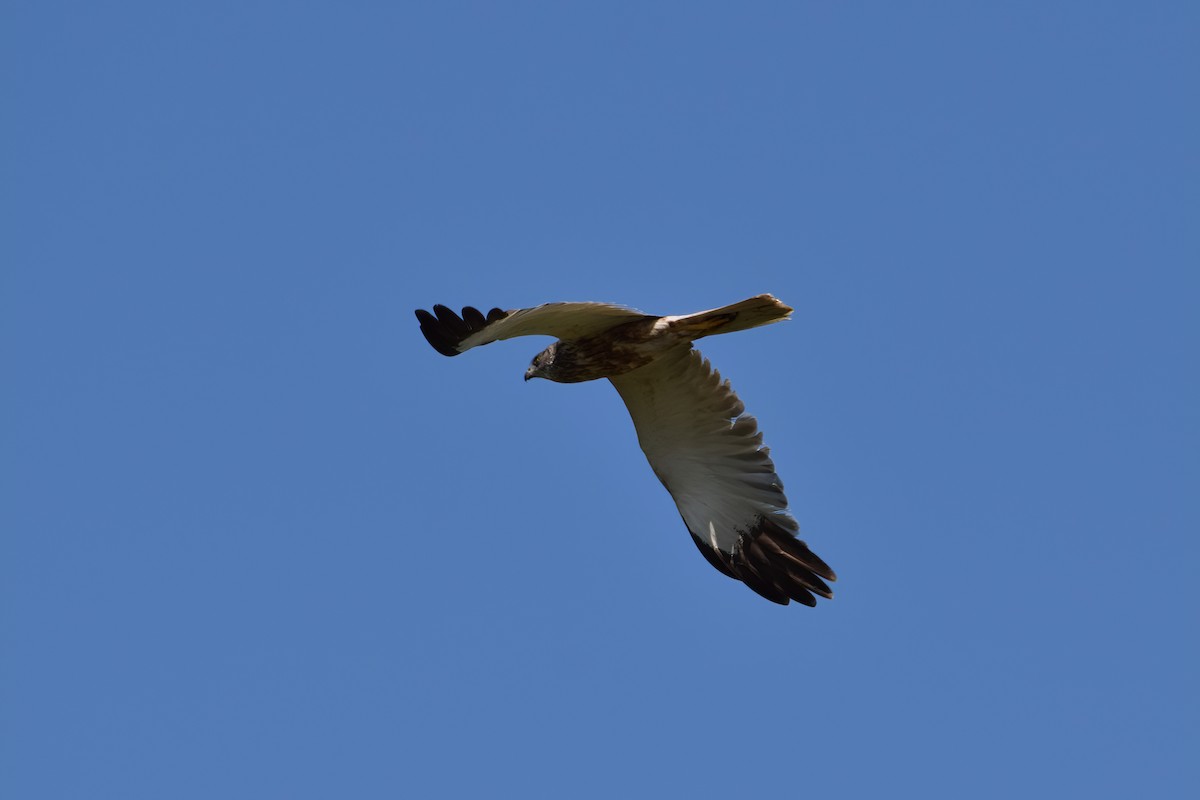 Western Marsh Harrier - ML368439441