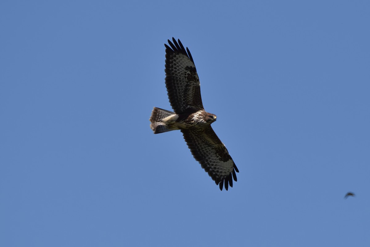 Common Buzzard - ML368439461