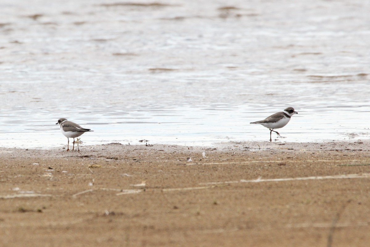 Semipalmated Plover - ML368439921