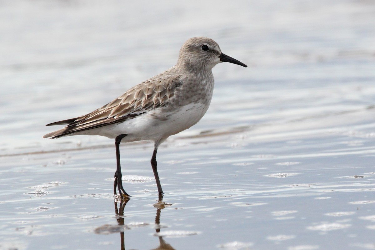 White-rumped Sandpiper - ML368439981