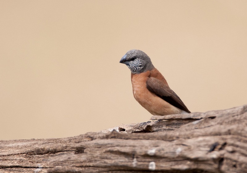 Gray-headed Silverbill - ML36844421