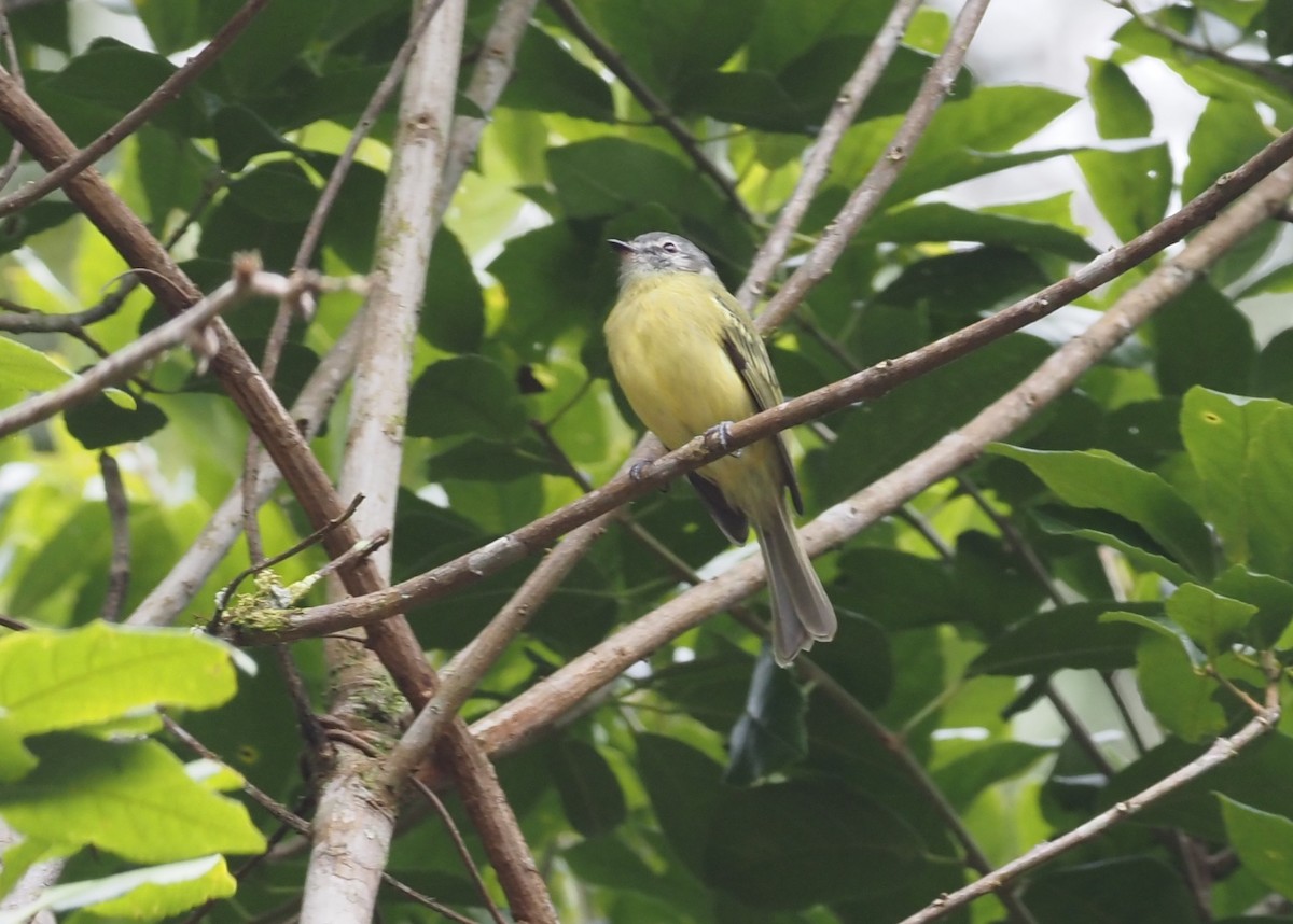 Plumbeous-crowned Tyrannulet - Stephan Lorenz