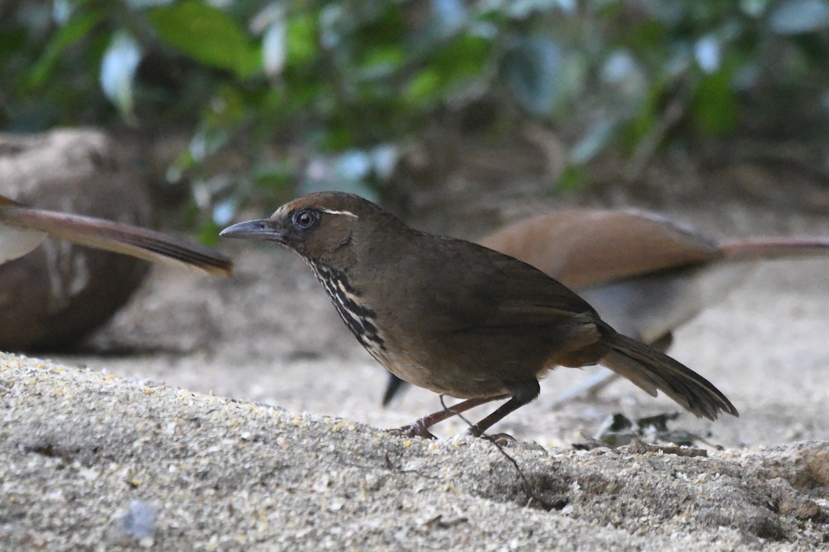 Spot-breasted Laughingthrush - ML368446861
