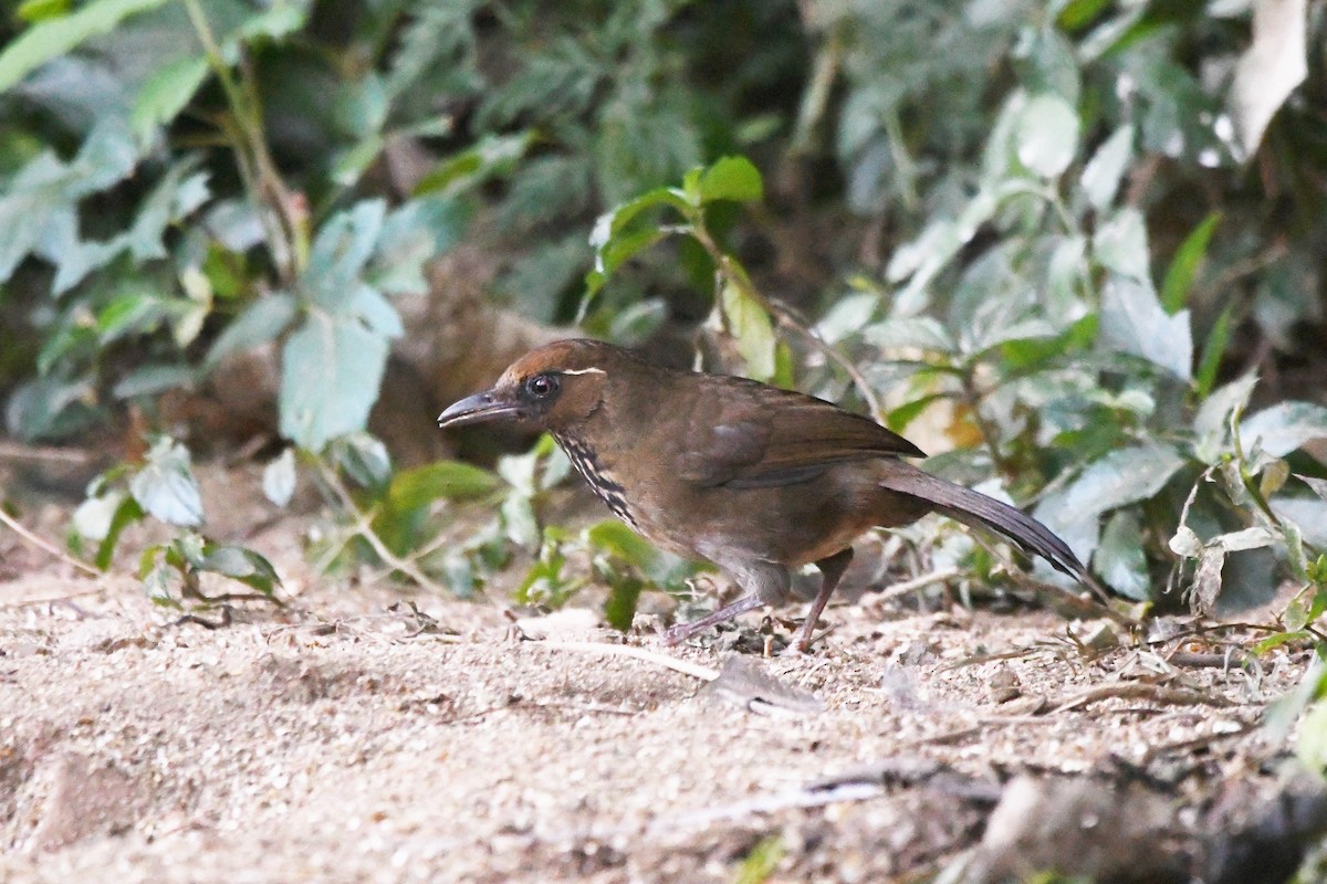 Spot-breasted Laughingthrush - ML368446921