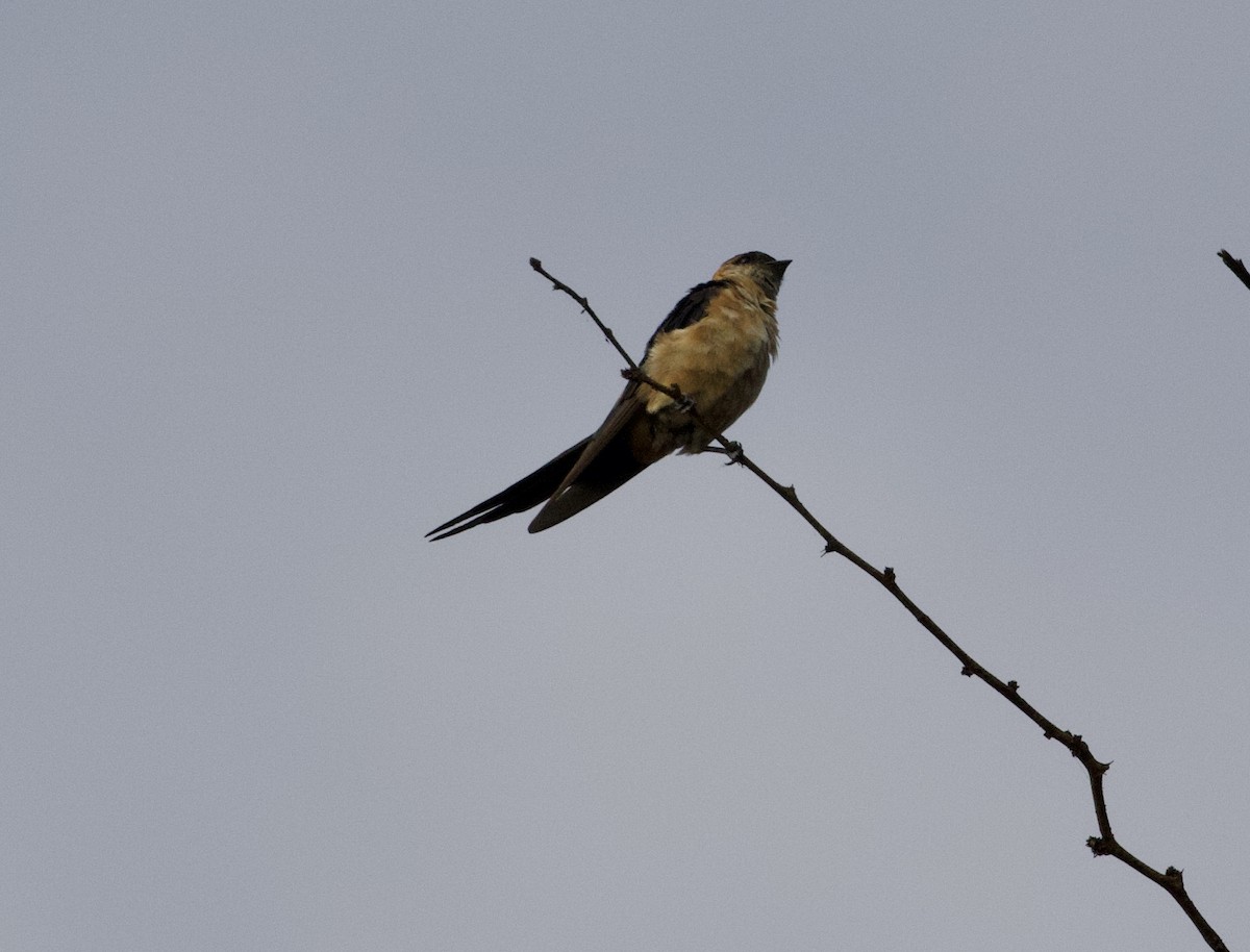 Red-rumped Swallow - ML368447641