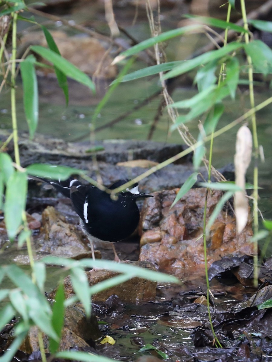 White-crowned Forktail - ML368447861