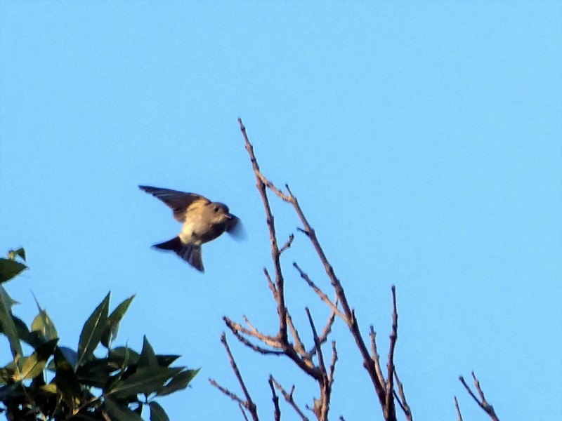 Eastern Wood-Pewee - ML368452881