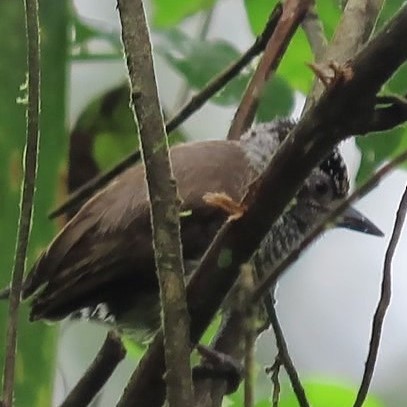 Ecuadorian Piculet - Emily Larson