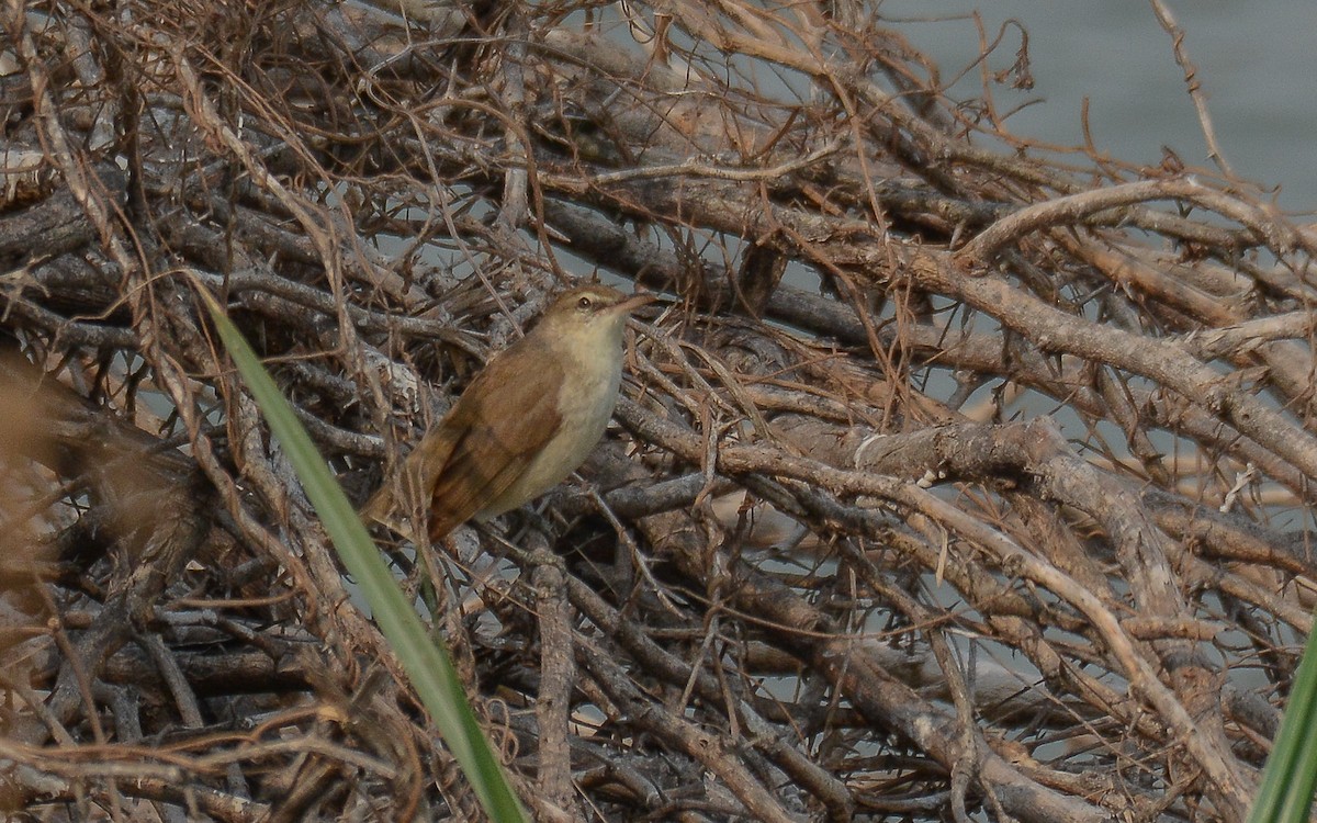 Clamorous Reed Warbler - ML368455291